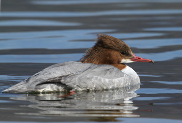 merganser