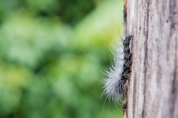 Hairy black caterpillar
