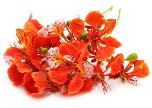 Delonix regia or Krishnachura