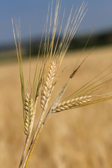 Fototapeta premium Gerste (Hordeum vulgare)