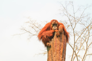  orangutan - obrazy, fototapety, plakaty