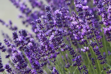 Foto op Canvas lavendel bloemen © Mira Drozdowski