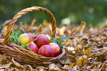 fresh apples in a basket in autumn garden