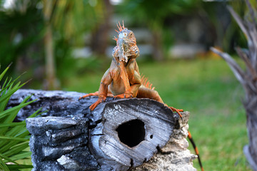 Iguana sitting on a tree trunk in Cozumel - Mexico.