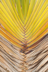 Palmenblatt