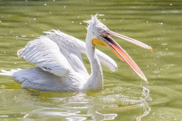 Pelican Swimming On Lake