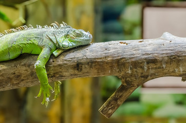 Green Iguana On A Tree Branch