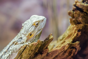 Central Bearded Dragon