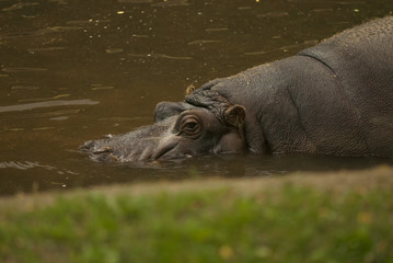 Fototapeta na wymiar Hipopotamy