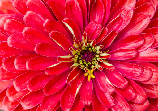 Red flower close up