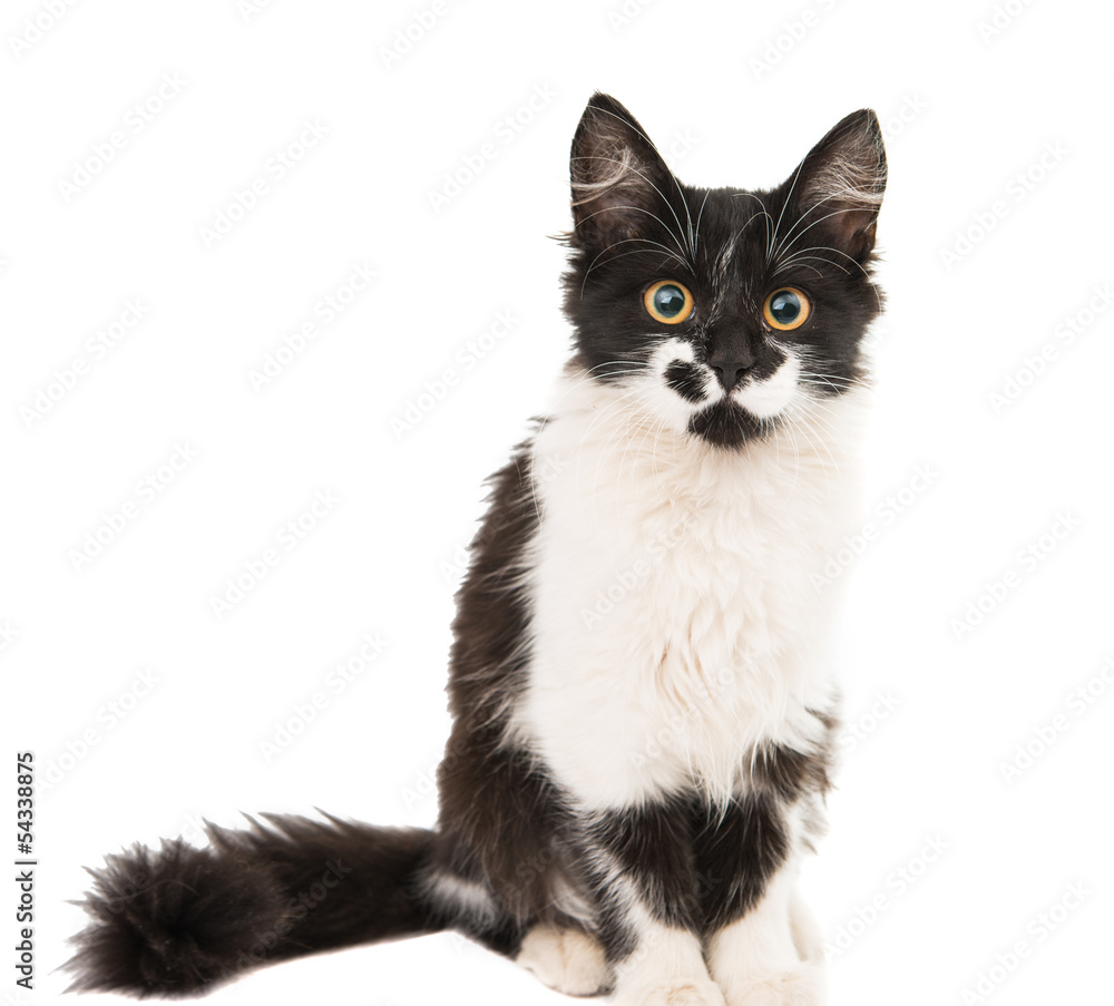 Sticker black and white kitten isolated