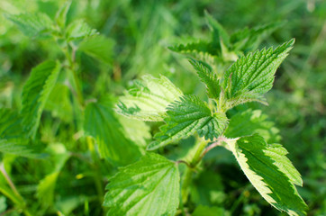 Nettle