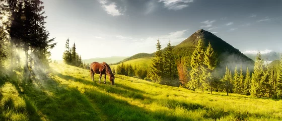 Deurstickers Zomer Paard op een zomerweide in de bergen