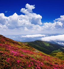Naklejka na ściany i meble Flowers in a mountain valley