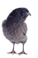 araucana chicken