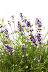 Lavendel Close Up