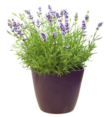 Lavendel im Blumentopf