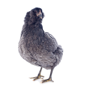 Araucana Chicken