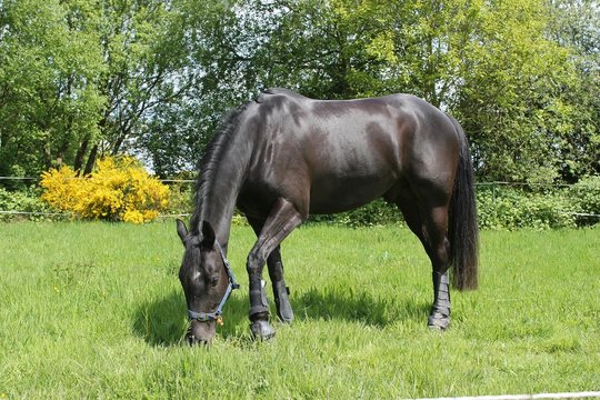 horse black grazing in a field, paddock - horse coat shining in sun while eating