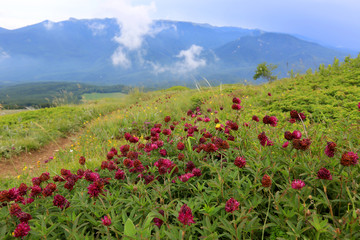 Fototapeta na wymiar wild flowers in mountains