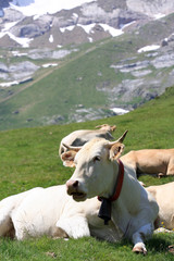 Vache en paturage haute montagne