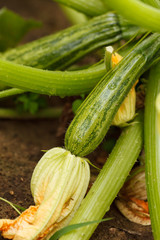 Zucchini in the garden