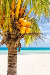 Fotobehang Coconut palm at a tropical beach in Cuba © kmiragaya