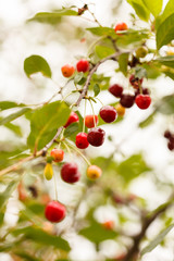 Cherry in the garden