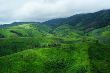 Naklejka premium Landscape of the rice and corn plantations in Thailand