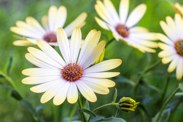 White african moon daisy, oxeye daisy. Wallpaper, background