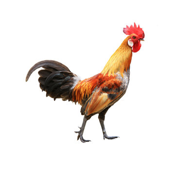Rooster isolated on white background with clipping path
