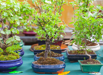 Bonsai trees