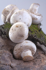 organically grown mushrooms