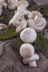 organically grown mushrooms