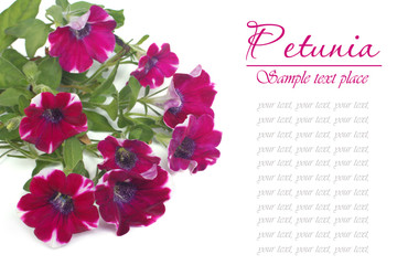 Burgundy petunia flower isolated on white background