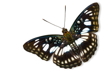 The Blackvein Sergeant butterfly
