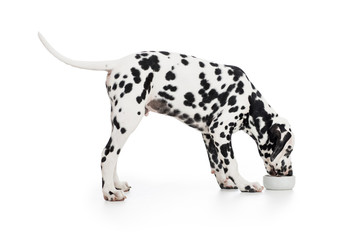 Dalmatian dog side view eating from bowl isolated on white