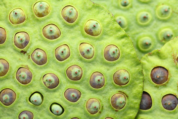 Lotus seed pod close up