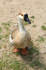Goose