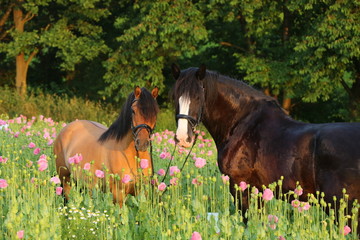 Shire und Falbe im Mohn