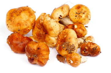 Edible Mushrooms