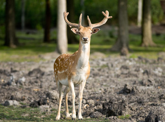 Fallow deer with huge antlers