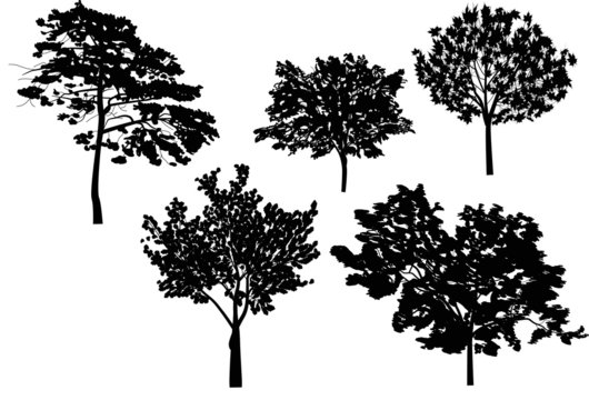 five trees collection isolated on white