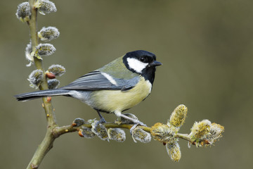 Naklejka premium Great tit, Parus major