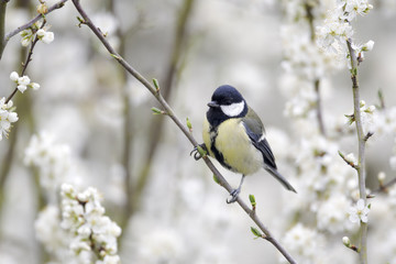 Great tit, Parus major,
