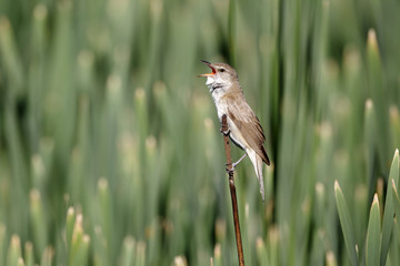 Great-reed warbler, Acrocephalus arundinaceus