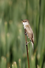 Great-reed warbler, Acrocephalus arundinaceus