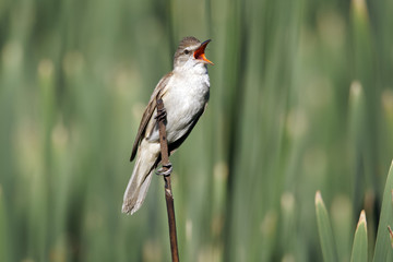 Great-reed warbler, Acrocephalus arundinaceus