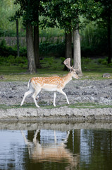 Fallow deer beside lake