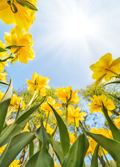 yellow tulips growing to bright sun